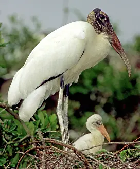 Flint: Wood Storks