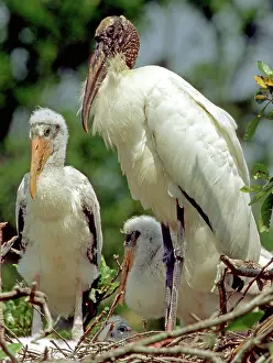 Flint: Wood Storks
