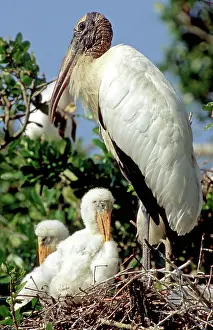 Flint: Wood Storks