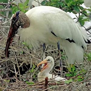 Flint: Wood Storks