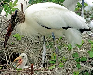 Flint: Wood Storks