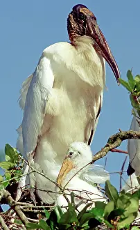 Flint: Wood Storks