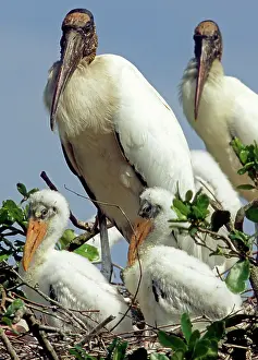 Flint: Wood Storks
