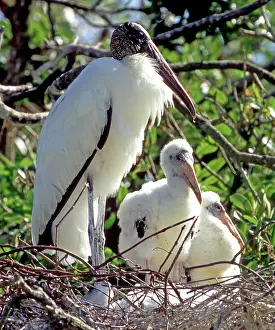 Flint: Wood Storks