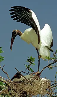 Flint: Wood Storks