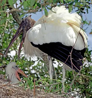 Mycteria: Wood Storks