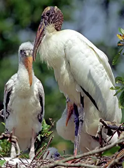 Mycteria: Wood Storks