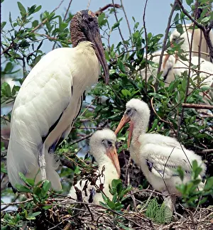 Mycteria: Wood Storks