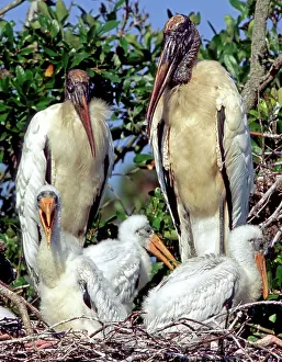 Mycteria: Wood Storks