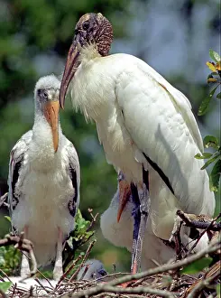 Mycteria: Wood Storks