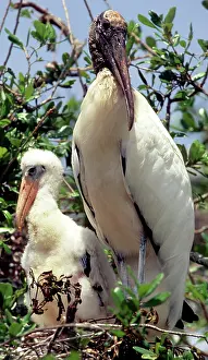 Mycteria: Wood Storks