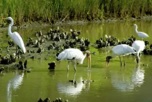 Oysters: Wood Storks and Great Egrets Feeding