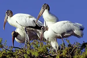 Interacting: Wood Storks (Mycteria americana)