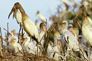 Venezuelan: Wood Storks Nesting
