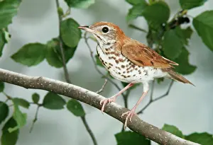 John Dunning: WOOD THRUSH