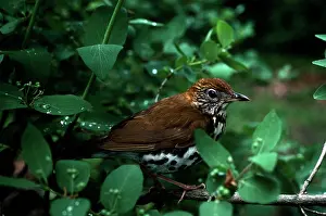 Hylocichla: Wood Thrush