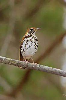 Hylocichla: Wood Thrush