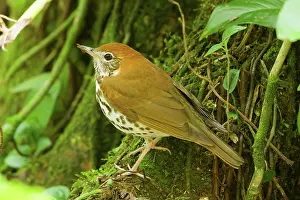 Hylocichla: Wood Thrush