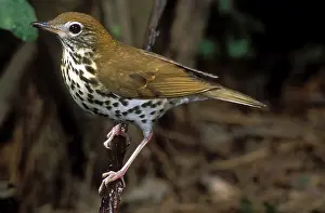 Hylocichla: Wood Thrush
