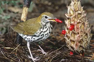 Migrants: Wood Thrush