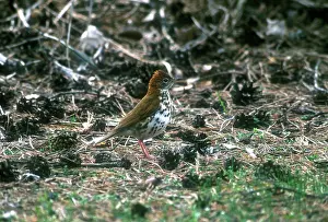Hylocichla: Wood Thrush - Adult, May