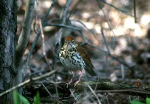 Hylocichla: Wood Thrush - Adult, May