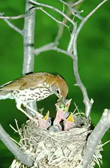 Thrushes: Wood thrush feeds nestlings