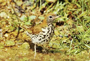 Hylocichla: Wood Thrush (Hylocichla mustelina)