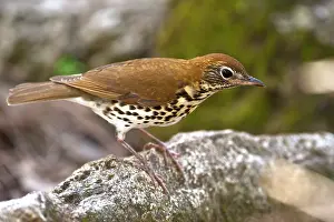 Pete: Wood Thrush (Hylocichla mustelina) Belize