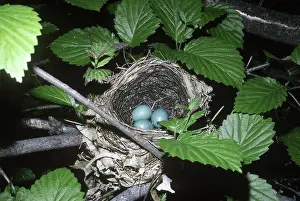Hylocichla: Wood Thrush Nest