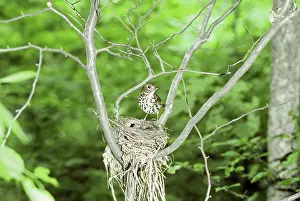 Hylocichla: Wood Thrush at nest