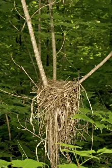 Hylocichla: Wood Thrush Nest