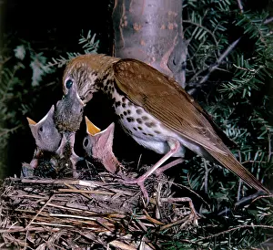 Donna Dickson: Wood Thrush - at nest with young