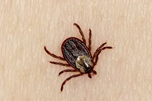 Tick: Wood Tick