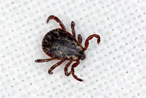 Tick: Wood Tick