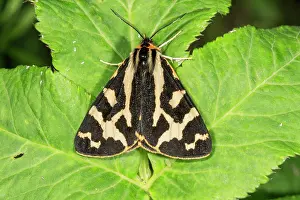 Sunbathing: Wood Tiger (Parasemia plantaginis) male sunbathing