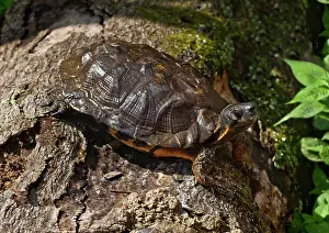 Insculpta: Wood Turtle