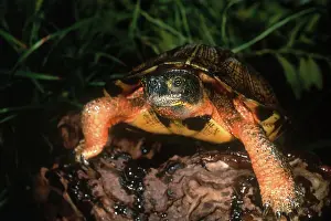Insculpta: Wood Turtle
