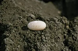 Insculpta: Wood Turtle Egg