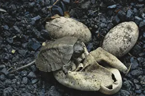 Emydidae: Wood Turtle Hatching