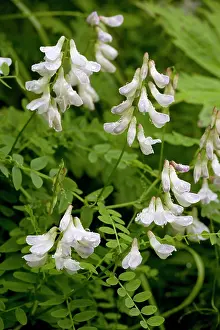 Vetch: Wood vetch in flower