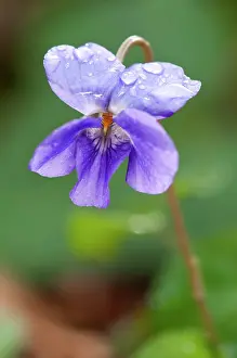 Odorata: Wood Violet