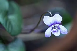 Riviniana: Wood violet