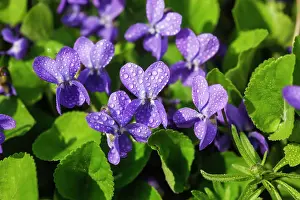 Scented: Wood Violet, Sweet Violet or Garden Violet (Viola