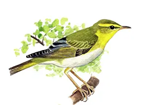 Sibilatrix: Wood Warbler