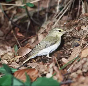 Zdenek Tunka: WOOD WARBLER - on leaves