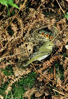 Sibilatrix: Wood Warbler - at nest with young