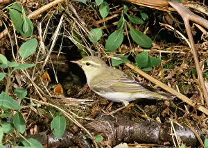 Sibilatrix: Wood Warbler - at nest with young