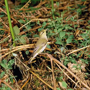 Sibilatrix: Wood Warbler - at nest with young