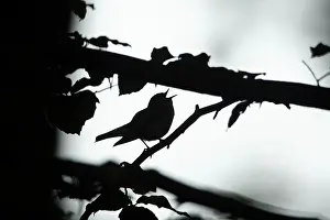 Sibilatrix: Wood Warbler - silhouette of bird singing from branch
